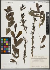 Foto von Salix purpurea L.